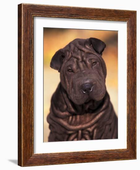 Black Shar Pei Puppy Portrait Showing Wrinkles Face and Chest-Adriano Bacchella-Framed Photographic Print