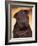 Black Shar Pei Puppy Portrait Showing Wrinkles Face and Chest-Adriano Bacchella-Framed Photographic Print