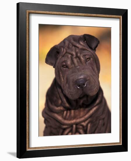 Black Shar Pei Puppy Portrait Showing Wrinkles Face and Chest-Adriano Bacchella-Framed Photographic Print