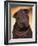 Black Shar Pei Puppy Portrait Showing Wrinkles Face and Chest-Adriano Bacchella-Framed Photographic Print