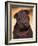 Black Shar Pei Puppy Portrait Showing Wrinkles Face and Chest-Adriano Bacchella-Framed Photographic Print