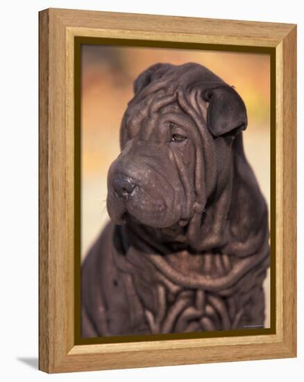 Black Shar Pei Puppy Portrait Showing Wrinkles on the Face and Chest-Adriano Bacchella-Framed Premier Image Canvas