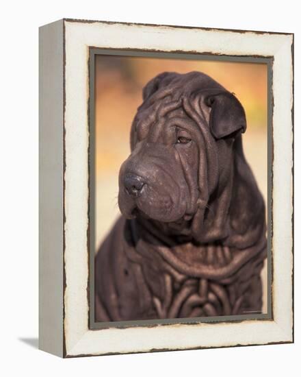 Black Shar Pei Puppy Portrait Showing Wrinkles on the Face and Chest-Adriano Bacchella-Framed Premier Image Canvas