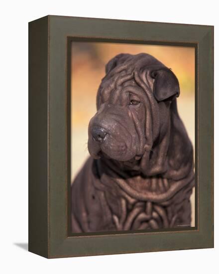 Black Shar Pei Puppy Portrait Showing Wrinkles on the Face and Chest-Adriano Bacchella-Framed Premier Image Canvas