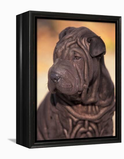 Black Shar Pei Puppy Portrait Showing Wrinkles on the Face and Chest-Adriano Bacchella-Framed Premier Image Canvas