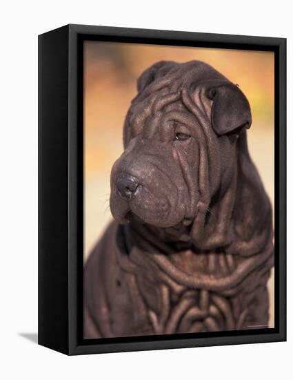 Black Shar Pei Puppy Portrait Showing Wrinkles on the Face and Chest-Adriano Bacchella-Framed Premier Image Canvas