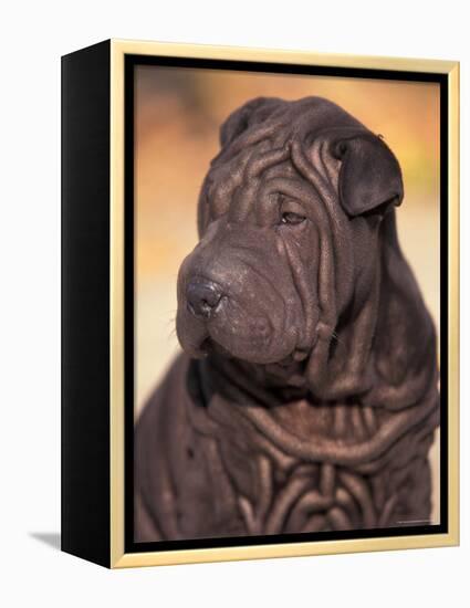 Black Shar Pei Puppy Portrait Showing Wrinkles on the Face and Chest-Adriano Bacchella-Framed Premier Image Canvas