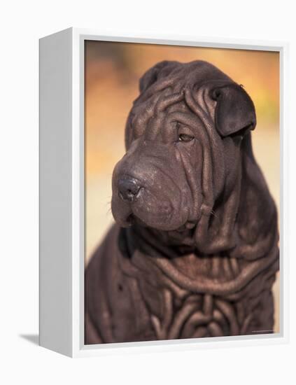 Black Shar Pei Puppy Portrait Showing Wrinkles on the Face and Chest-Adriano Bacchella-Framed Premier Image Canvas