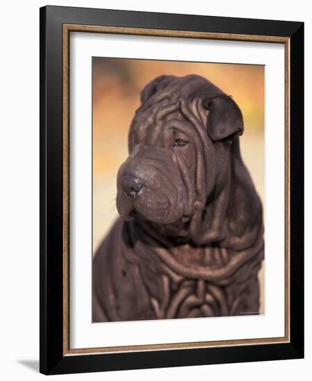 Black Shar Pei Puppy Portrait Showing Wrinkles on the Face and Chest-Adriano Bacchella-Framed Photographic Print