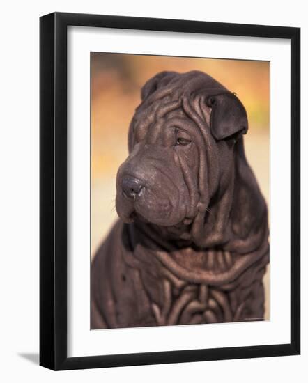 Black Shar Pei Puppy Portrait Showing Wrinkles on the Face and Chest-Adriano Bacchella-Framed Photographic Print