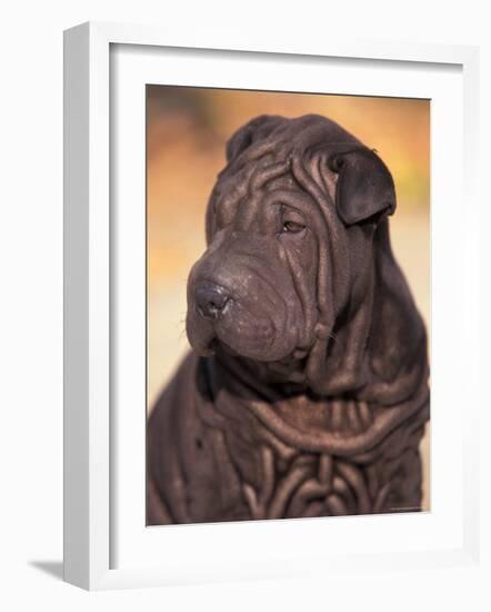 Black Shar Pei Puppy Portrait Showing Wrinkles on the Face and Chest-Adriano Bacchella-Framed Photographic Print