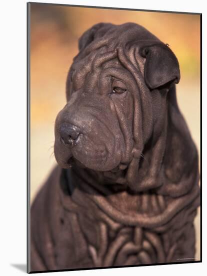 Black Shar Pei Puppy Portrait Showing Wrinkles on the Face and Chest-Adriano Bacchella-Mounted Photographic Print