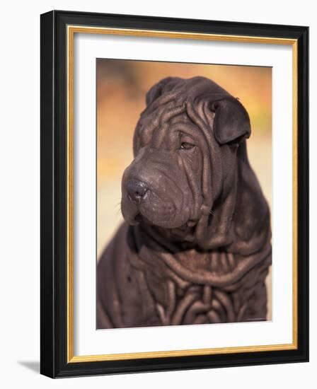 Black Shar Pei Puppy Portrait Showing Wrinkles on the Face and Chest-Adriano Bacchella-Framed Photographic Print