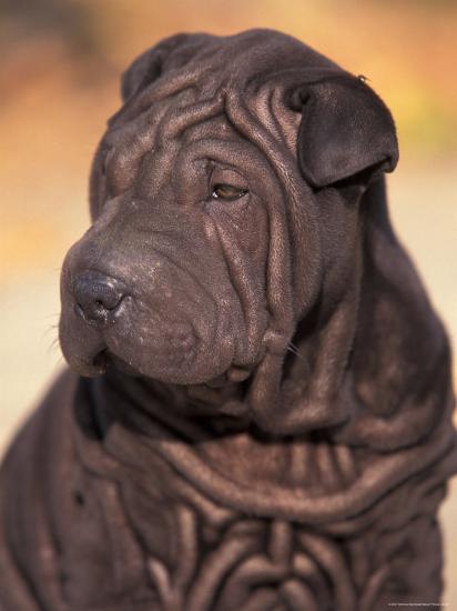 Black Shar Pei Puppy Portrait Showing Wrinkles On The Face And Chest Photographic Print Adriano Bacchella Art Com
