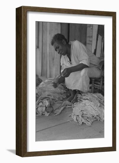 Black Sharecropper Sorts Tobacco Leaves-Dorothea Lange-Framed Art Print