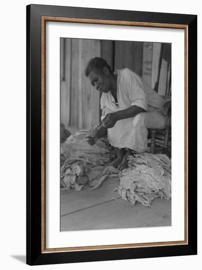 Black Sharecropper Sorts Tobacco Leaves-Dorothea Lange-Framed Art Print