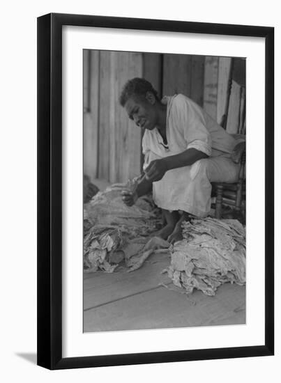 Black Sharecropper Sorts Tobacco Leaves-Dorothea Lange-Framed Art Print