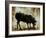 Black Sheep-Sydney Edmunds-Framed Giclee Print