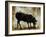 Black Sheep-Sydney Edmunds-Framed Giclee Print