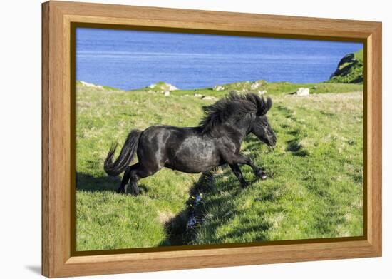 Black Shetland pony jumps ditch, Shetland Islands, Scotland-Philippe Clement-Framed Premier Image Canvas