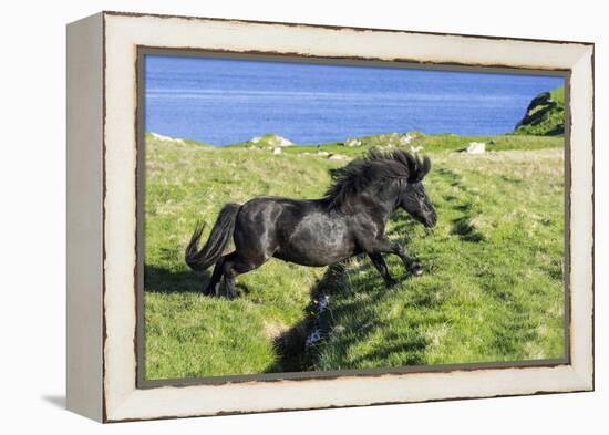 Black Shetland pony jumps ditch, Shetland Islands, Scotland-Philippe Clement-Framed Premier Image Canvas