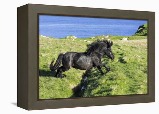 Black Shetland pony jumps ditch, Shetland Islands, Scotland-Philippe Clement-Framed Premier Image Canvas