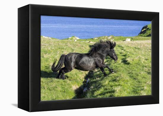 Black Shetland pony jumps ditch, Shetland Islands, Scotland-Philippe Clement-Framed Premier Image Canvas