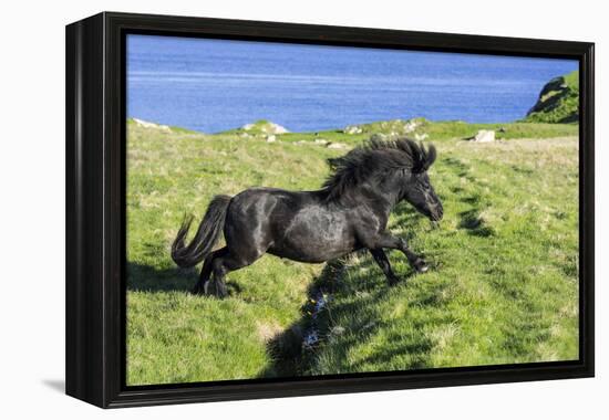 Black Shetland pony jumps ditch, Shetland Islands, Scotland-Philippe Clement-Framed Premier Image Canvas