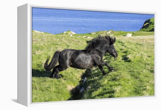 Black Shetland pony jumps ditch, Shetland Islands, Scotland-Philippe Clement-Framed Premier Image Canvas