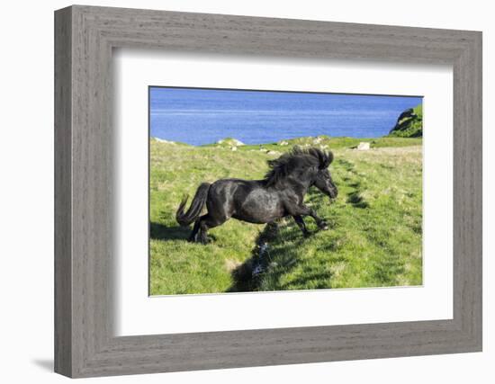 Black Shetland pony jumps ditch, Shetland Islands, Scotland-Philippe Clement-Framed Photographic Print