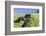 Black Shetland pony jumps ditch, Shetland Islands, Scotland-Philippe Clement-Framed Photographic Print