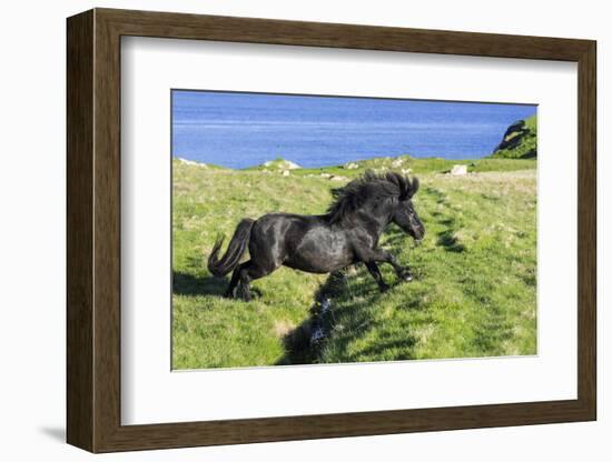 Black Shetland pony jumps ditch, Shetland Islands, Scotland-Philippe Clement-Framed Photographic Print