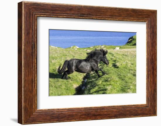 Black Shetland pony jumps ditch, Shetland Islands, Scotland-Philippe Clement-Framed Photographic Print