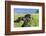 Black Shetland pony jumps ditch, Shetland Islands, Scotland-Philippe Clement-Framed Photographic Print