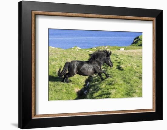 Black Shetland pony jumps ditch, Shetland Islands, Scotland-Philippe Clement-Framed Photographic Print