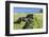 Black Shetland pony jumps ditch, Shetland Islands, Scotland-Philippe Clement-Framed Photographic Print