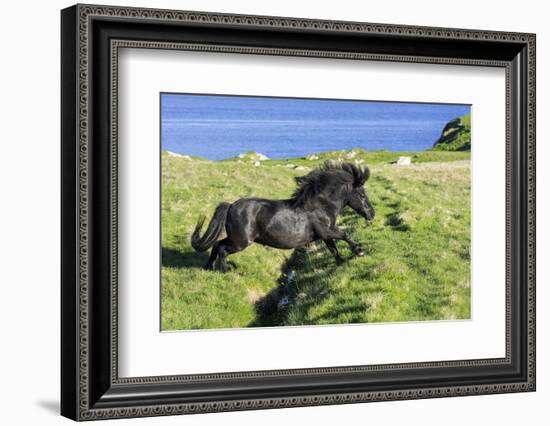 Black Shetland pony jumps ditch, Shetland Islands, Scotland-Philippe Clement-Framed Photographic Print