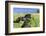 Black Shetland pony jumps ditch, Shetland Islands, Scotland-Philippe Clement-Framed Photographic Print