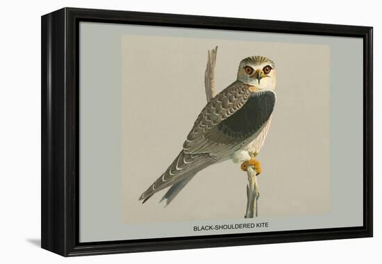 Black Shouldered Kite-Louis Agassiz Fuertes-Framed Stretched Canvas