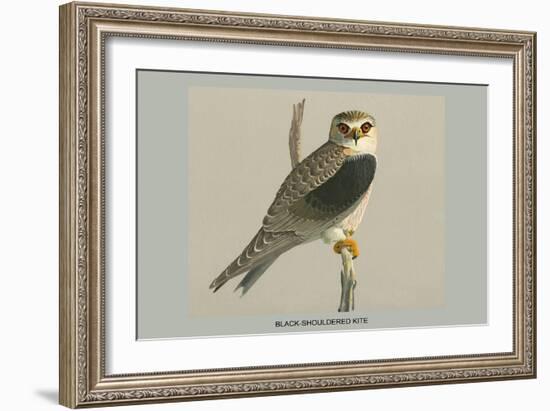 Black Shouldered Kite-Louis Agassiz Fuertes-Framed Art Print