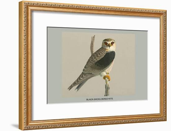 Black Shouldered Kite-Louis Agassiz Fuertes-Framed Art Print