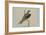 Black Shouldered Kite-Louis Agassiz Fuertes-Framed Art Print