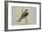 Black Shouldered Kite-Louis Agassiz Fuertes-Framed Art Print