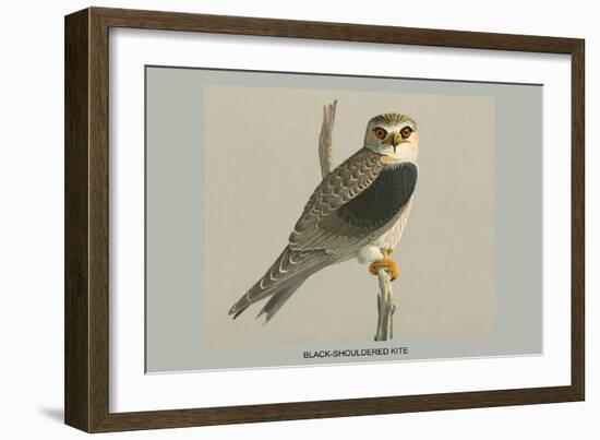 Black Shouldered Kite-Louis Agassiz Fuertes-Framed Art Print