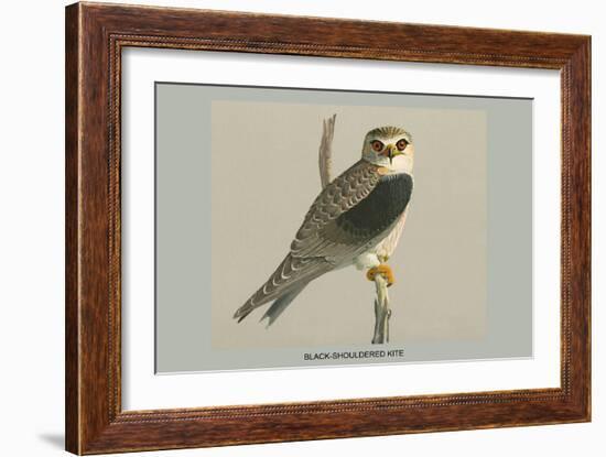 Black Shouldered Kite-Louis Agassiz Fuertes-Framed Art Print