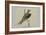 Black Shouldered Kite-Louis Agassiz Fuertes-Framed Art Print