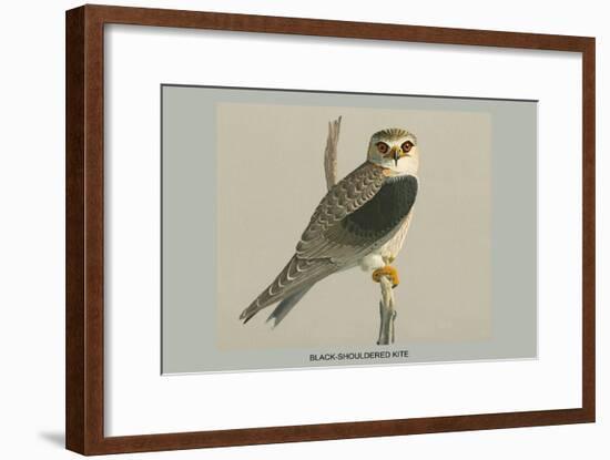 Black Shouldered Kite-Louis Agassiz Fuertes-Framed Art Print