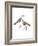 Black Sided Sandpiper-Maria Mendez-Framed Giclee Print