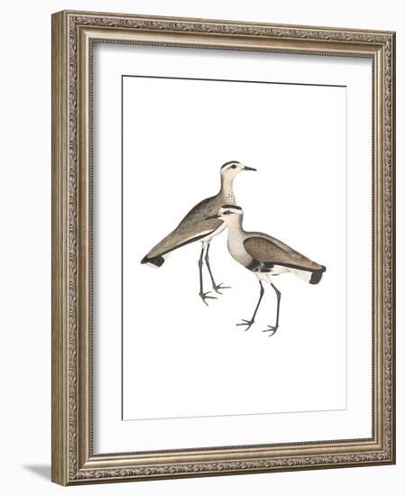 Black Sided Sandpiper-Maria Mendez-Framed Giclee Print