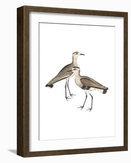 Black Sided Sandpiper-Maria Mendez-Framed Giclee Print